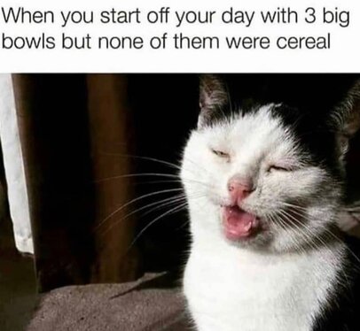 cat stoned off 3 bowls weed meme