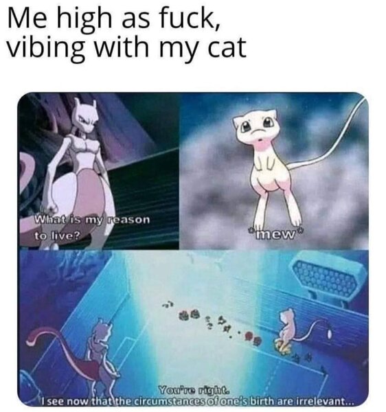 pokemon cat weed meme