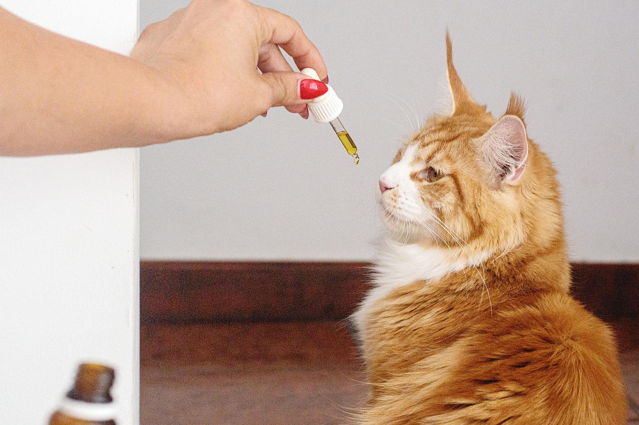 CBD Oils for Cats - Complete Guide & Benefits