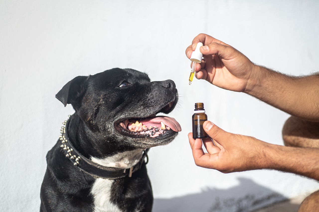 5 Convincing Reasons to Give your Dog CBD Oil