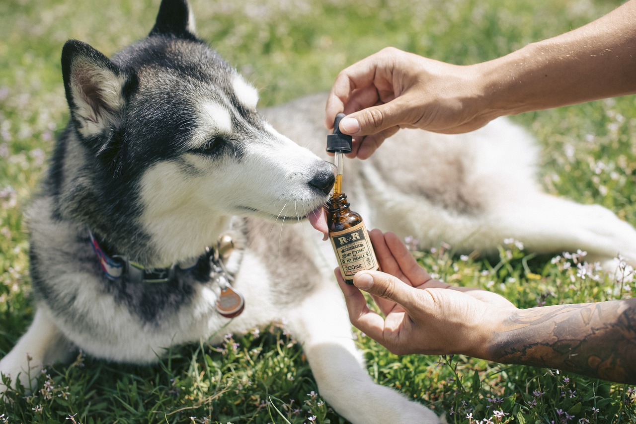 CBD Oils for Dogs - Complete Guide & Benefits