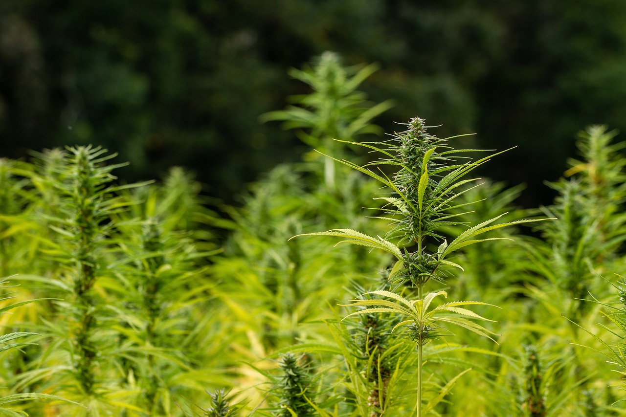 What is Hemp? An Overview