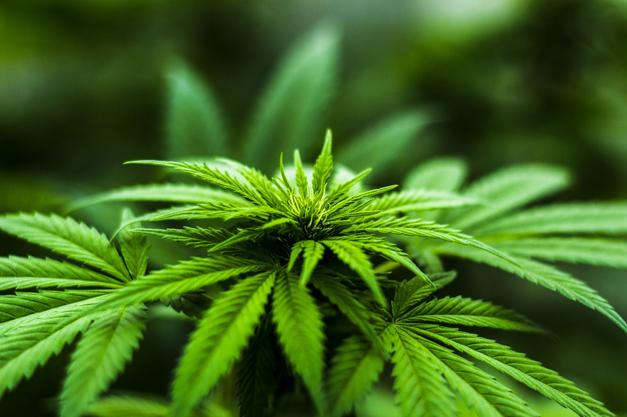 What is Cannabis? An Introduction Guide & FAQ