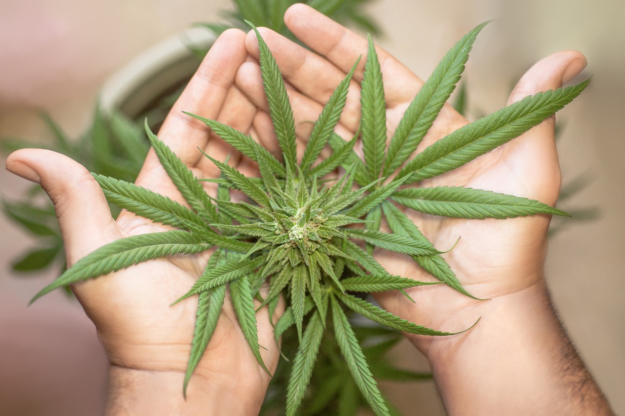 What is Cannabis? An Introduction Guide & FAQ