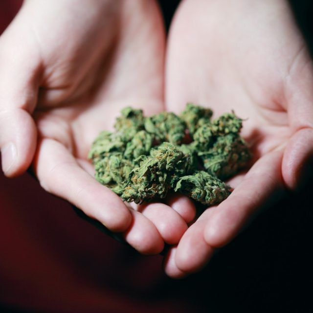 Weed Buying Guide: Online Dispensary Canada