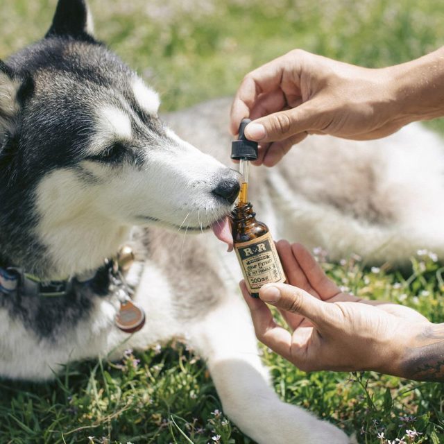 Benefits Of CBD Oil For Your Dog