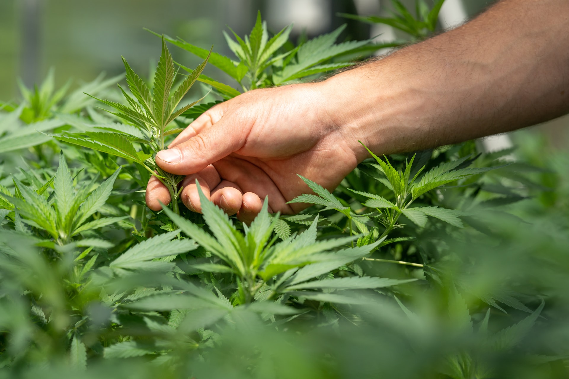 When to Switch Cannabis Fertilizer