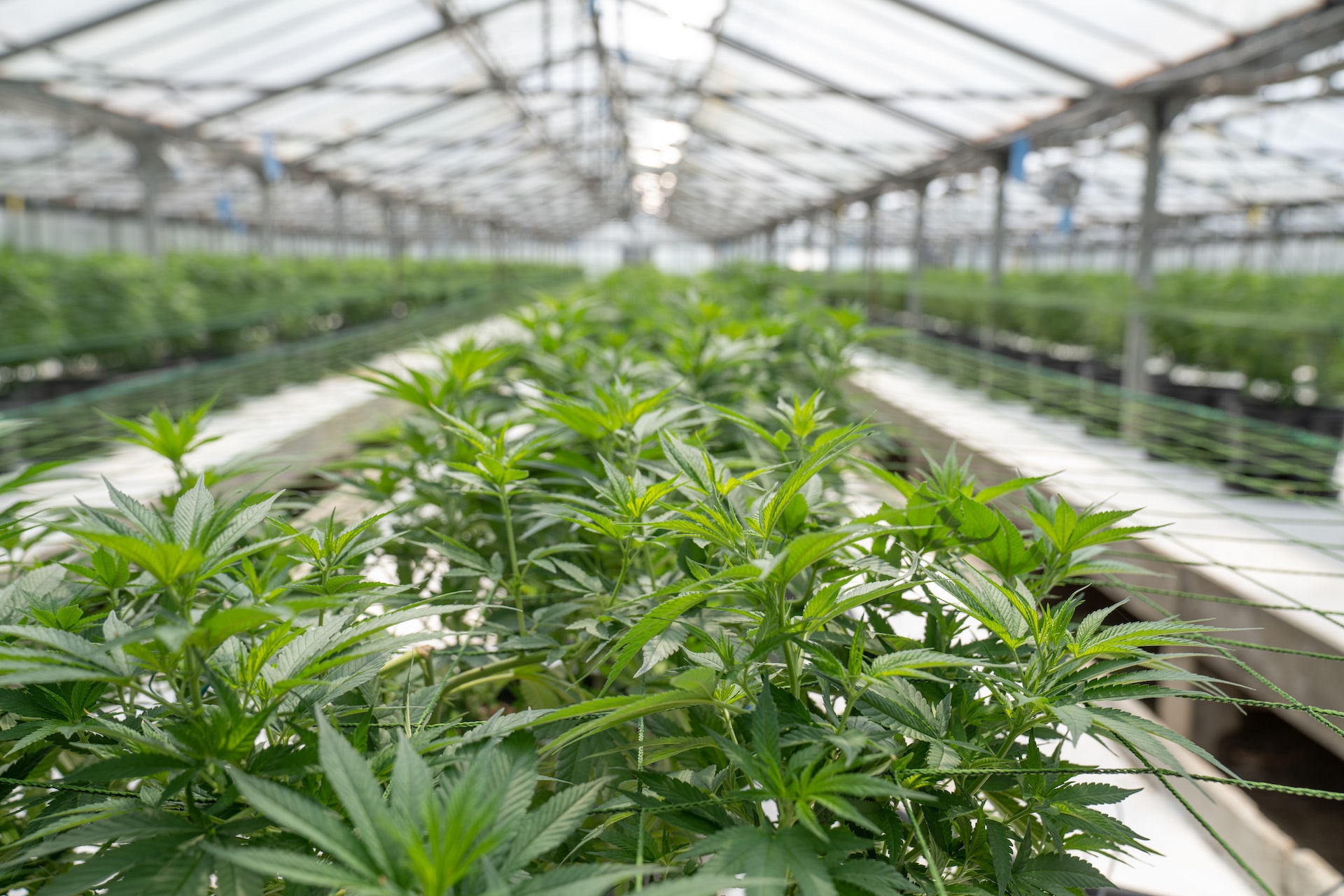 How Often to Fertilize Cannabis?